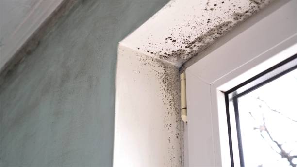 Trusted Rosedale, CA Mold Removal Experts